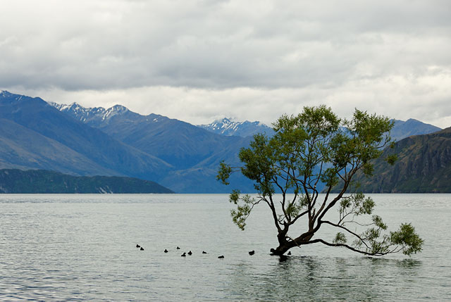 Tree in Lake Wanaka