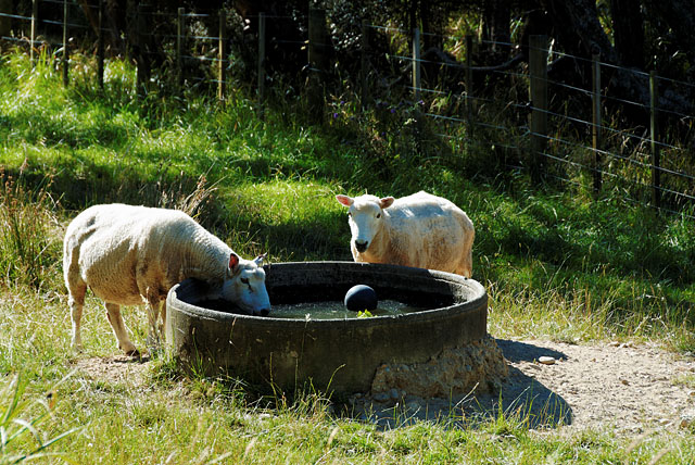 sheep at watering hole