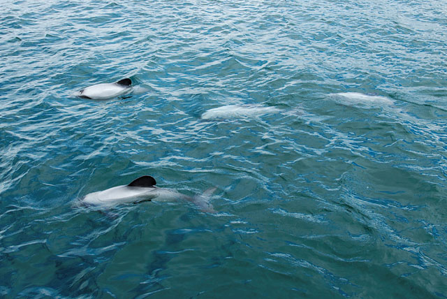 Group of Hector dolphins in Marlborough Sound