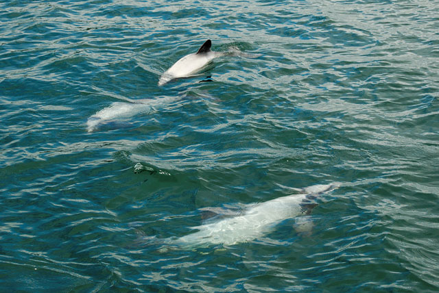Group of Hector dolphins in Marlborough Sound