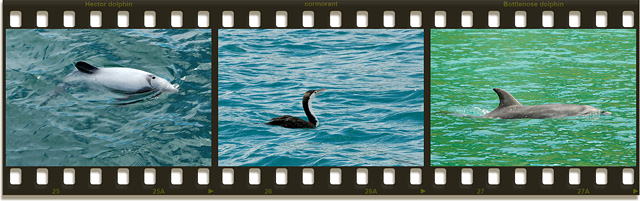 dolphins and cormorant