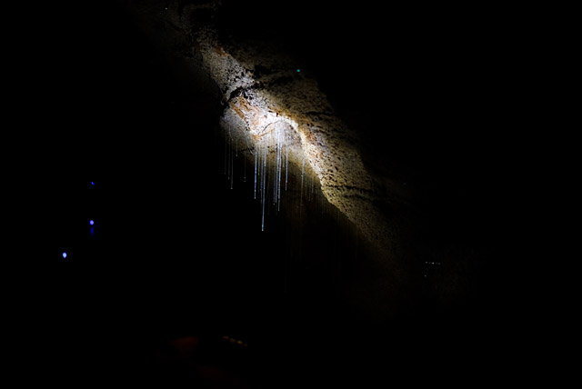 glow worms in a cave