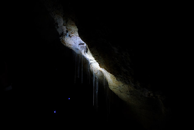 tentacles of glow worms in a cave