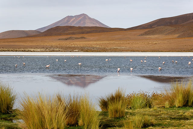 Laguna Cañapa in Bolivia