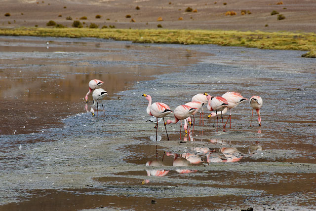 Flamingos at Laguna Cañapa
