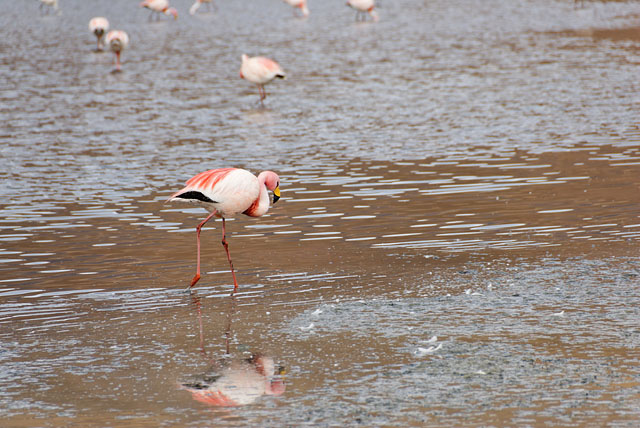 Flamingo at Laguna Cañapa