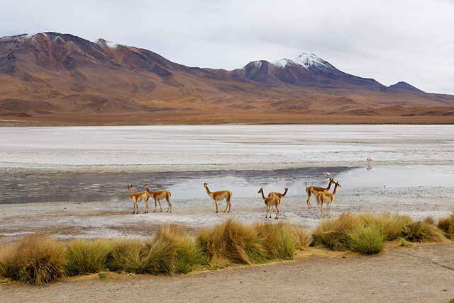 vicuñas at Laguna Hedionda