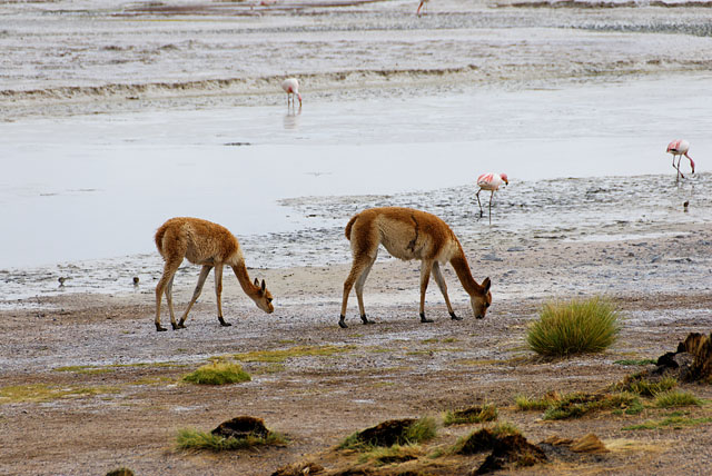 vicuñas at Laguna Hedionda