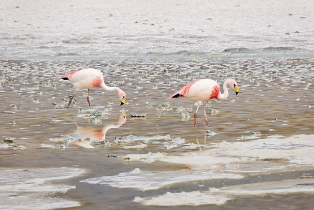 Flamingos at Laguna Hedionda