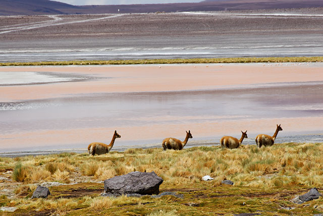 vicuñas at Laguna Colorada