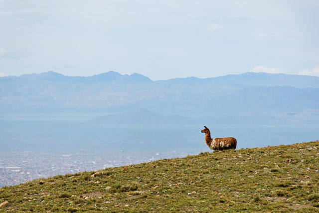 llama looking at El Alto