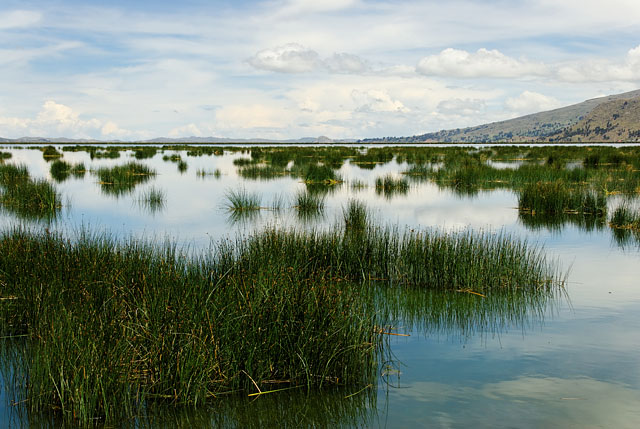 Totora reed at Lake Titicaca