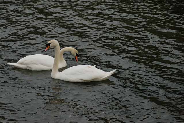 pembroke_swans2