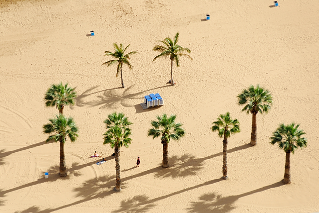 palms at the Playa de las Teresitas