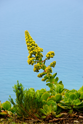 Flowering House Leek on Tenerife