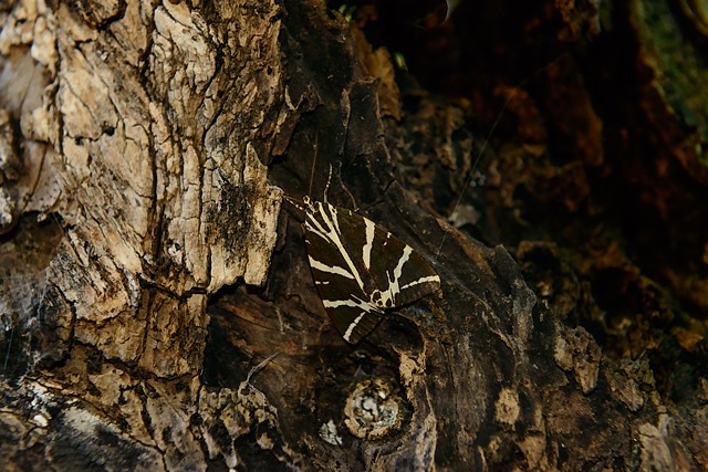 butterfly in Petaloudes, Rhodes