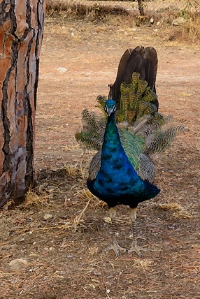 Peacock in park outside of Moni Filerimos.