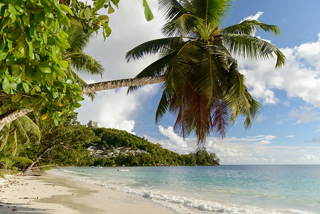 Leaning palm, Baie Lazare, Mahe, Seychelles