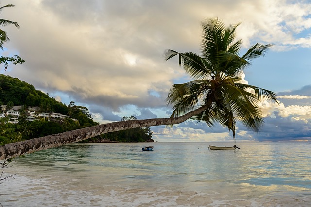 Leaning palm, Baie Lazare, Mahe, Seychelles