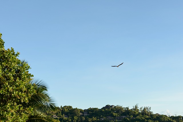 flying bat, Seychelles