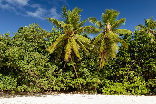 Anse Severe, La Digue, Seychelles