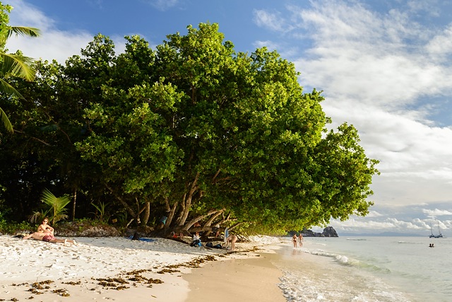 Takamaka tree at Anse Severe, La Digue, Seychelles