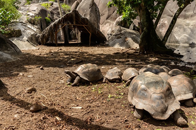 tortoises at L'Union Estate, La Digue, Seychelles