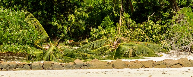 cut down coconut palms at Anse Source D'Argent, La Digue, Seychelles