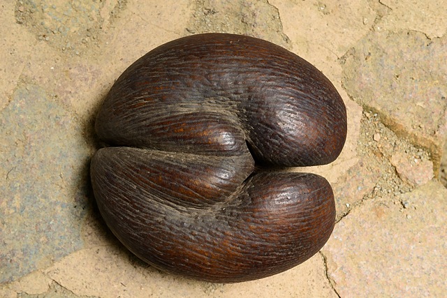 Coco de Mer nut, Praslin, Seychelles