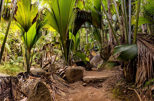 forest Vallee de Mai, Praslin, Seychelles