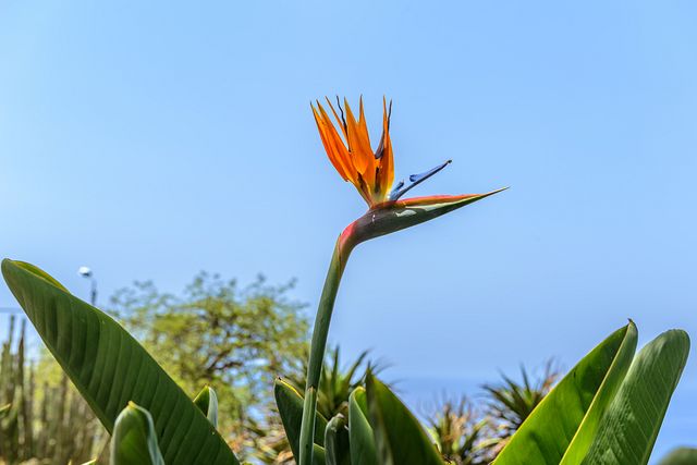 Jardim Botânico, Bom Successo, Funchal, Madeira