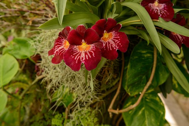 orchids at Jardim Orquídea, Funchal, Madeira