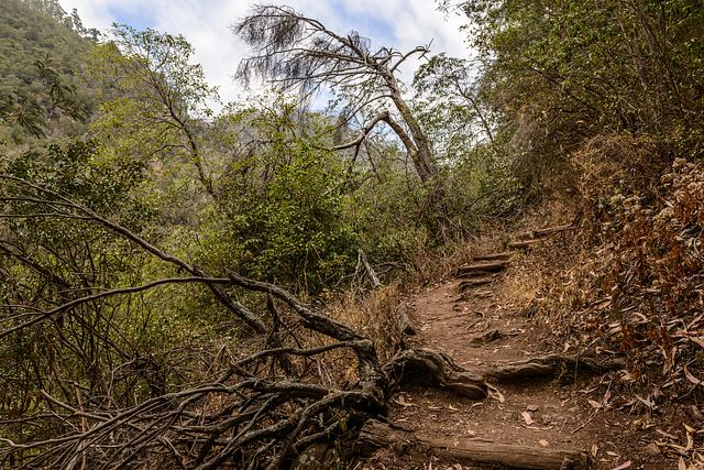 Levada do Bom Successo, Madeira