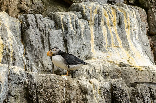 puffin in Oceanário de Lisboa, Lisbon, Portugal