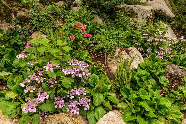 flowers in area of Moorish Castle, Sintra, Portugal