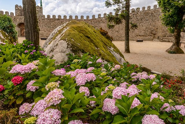 flowers inside of Moorish Castle, Sintra, Portugal
