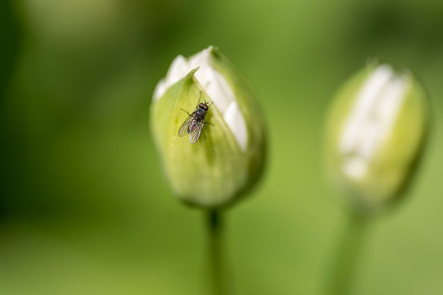 fly on Allium ursinum