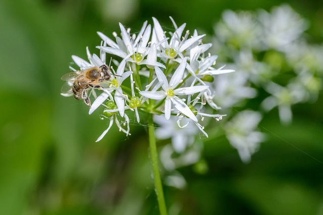 bee on flower of Allium ursinum
