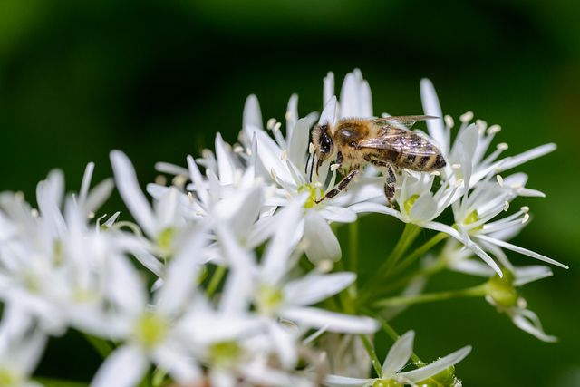 bee on flower of Allium ursinum