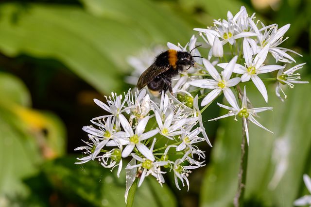 bumblebee on flower of Allium ursinum