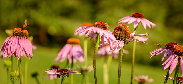 Insect at Echinacea