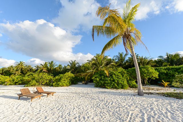 Lone palm at Holiday Island, Maldives