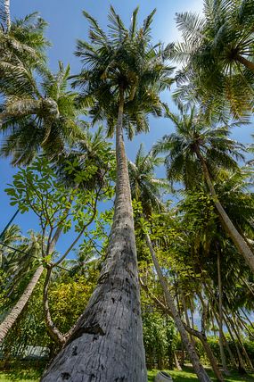 Palm at Holiday Island, Maldives