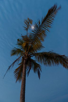 Moon visible through palm at Holiday Island, Maldives