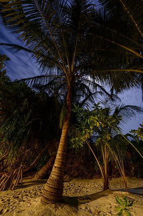Moon shining through palm at Holiday Island, Maldives