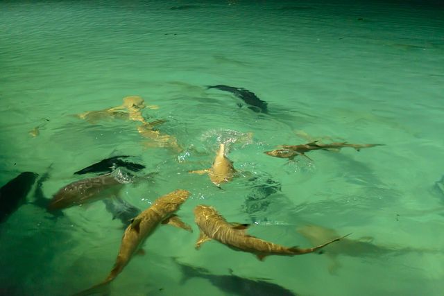 Shark feeding at Holiday Island, Maldives