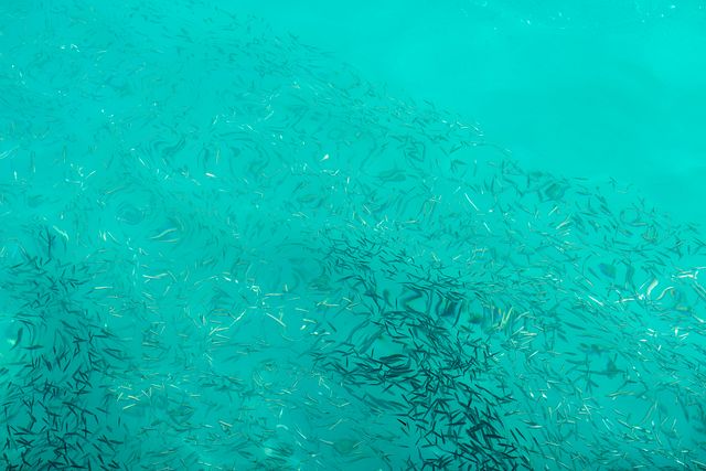 school of fish, Sun Island, Maldives